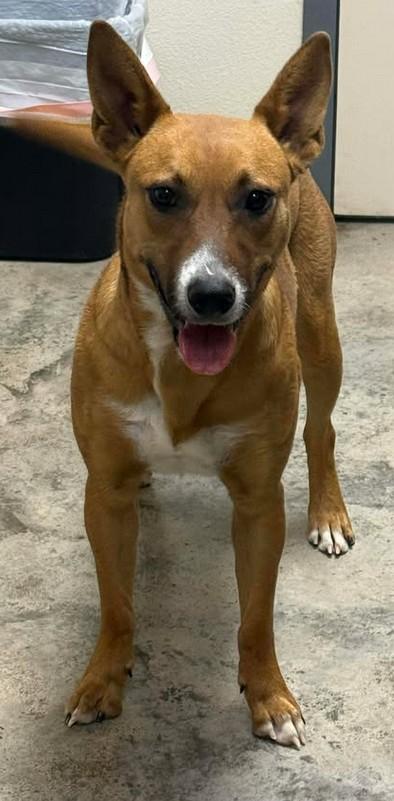 Enlarge Firefly, a Adoptable mixed breed in Lampasas, TX image 1/1