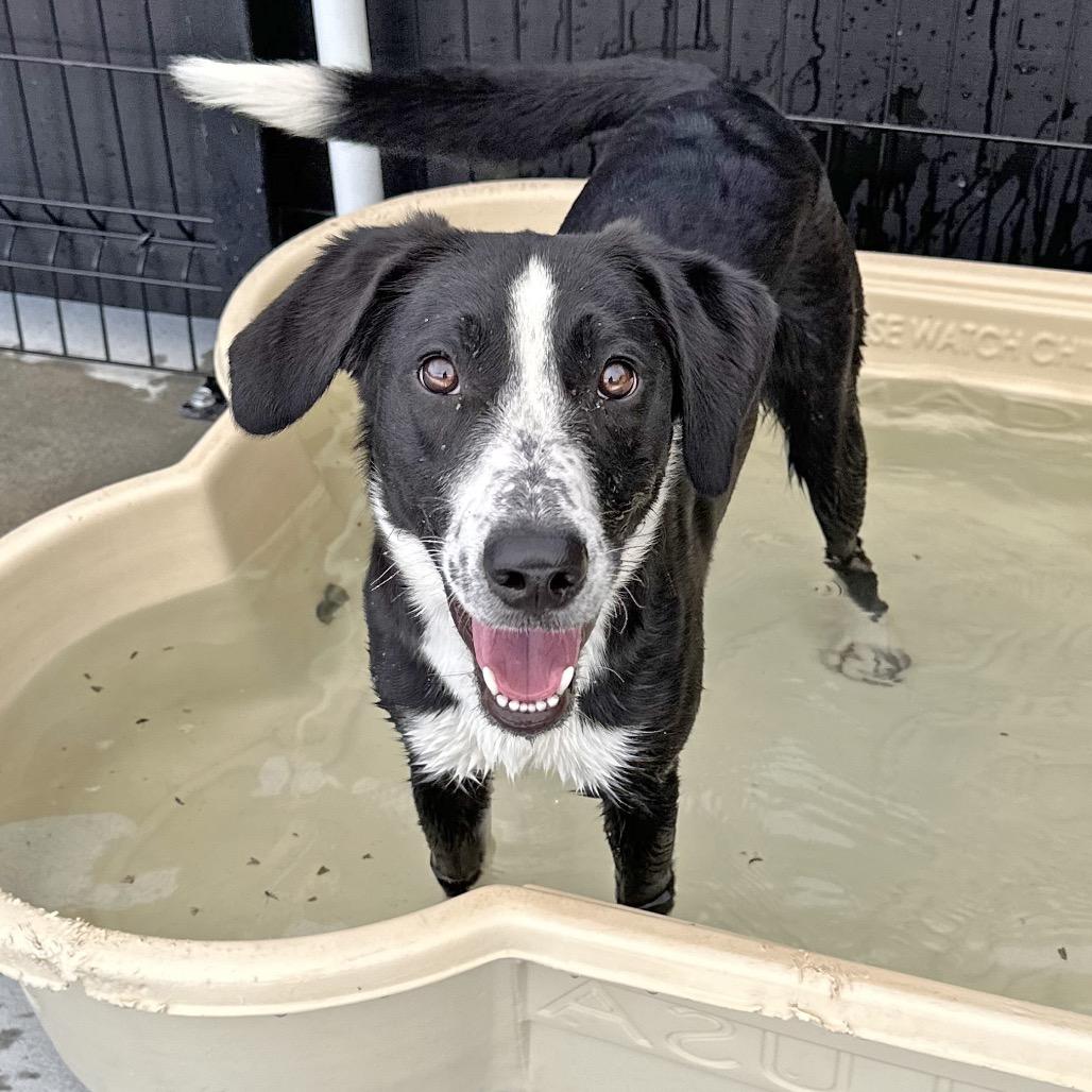 Enlarge Pluto, a Adoptable Mixed Breed in Hailey, ID image 1/3