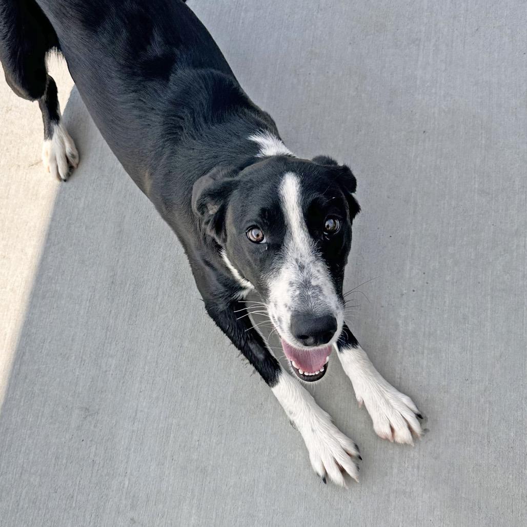 Enlarge Pluto, a Adoptable Mixed Breed in Hailey, ID image 2/3