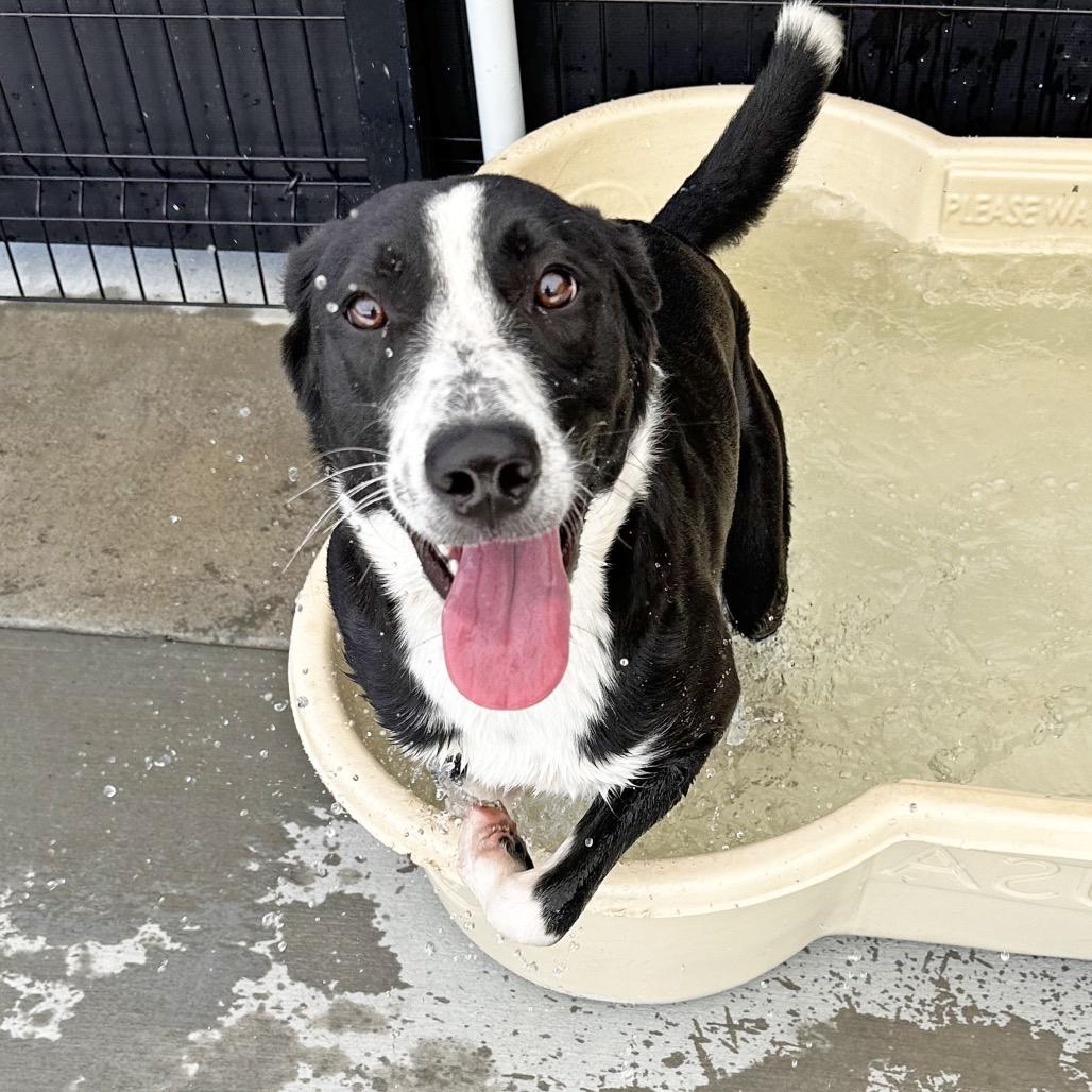 Enlarge Pluto, a Adoptable Mixed Breed in Hailey, ID image 3/3
