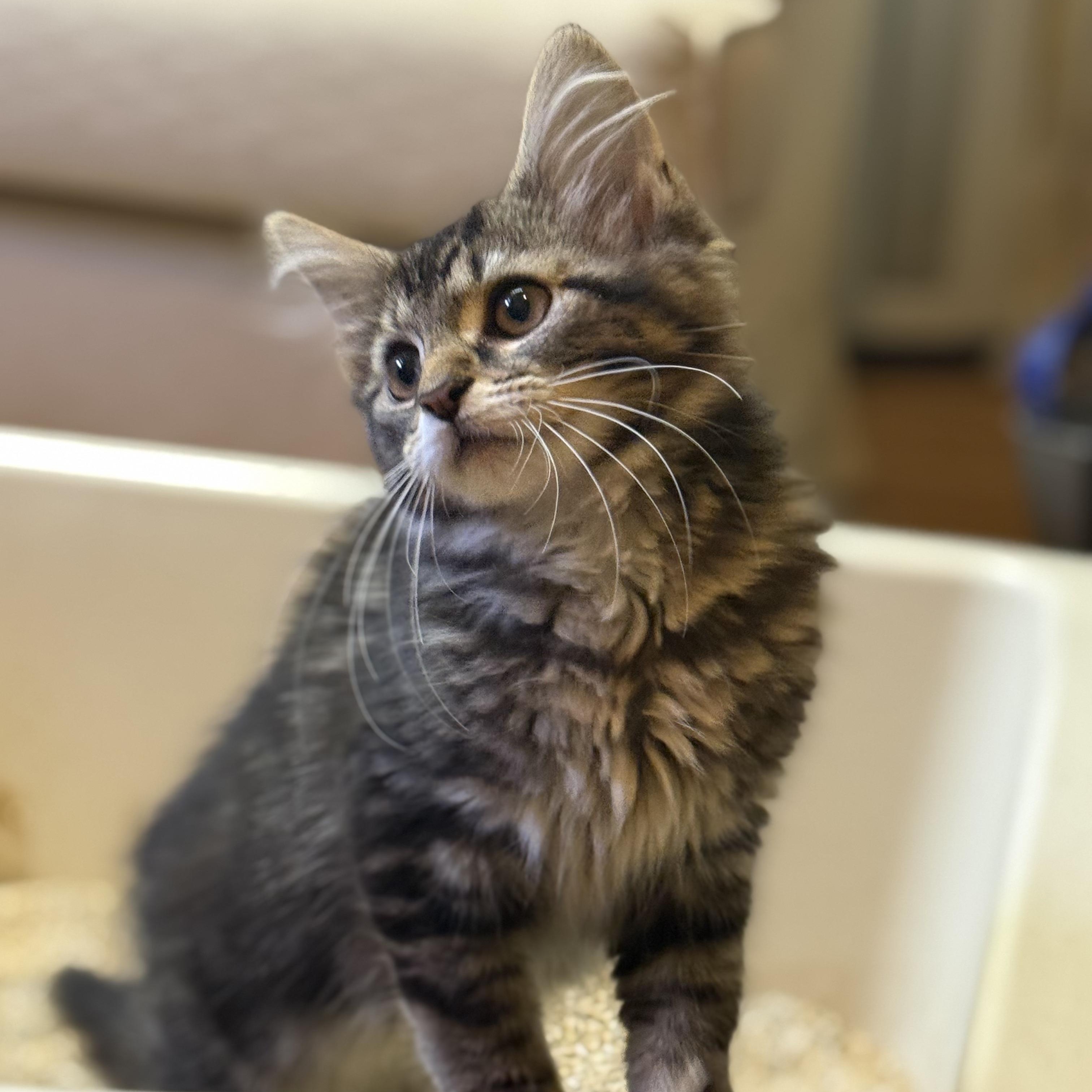 Goose, adopted, Kitten Male Domestic Long Hair.