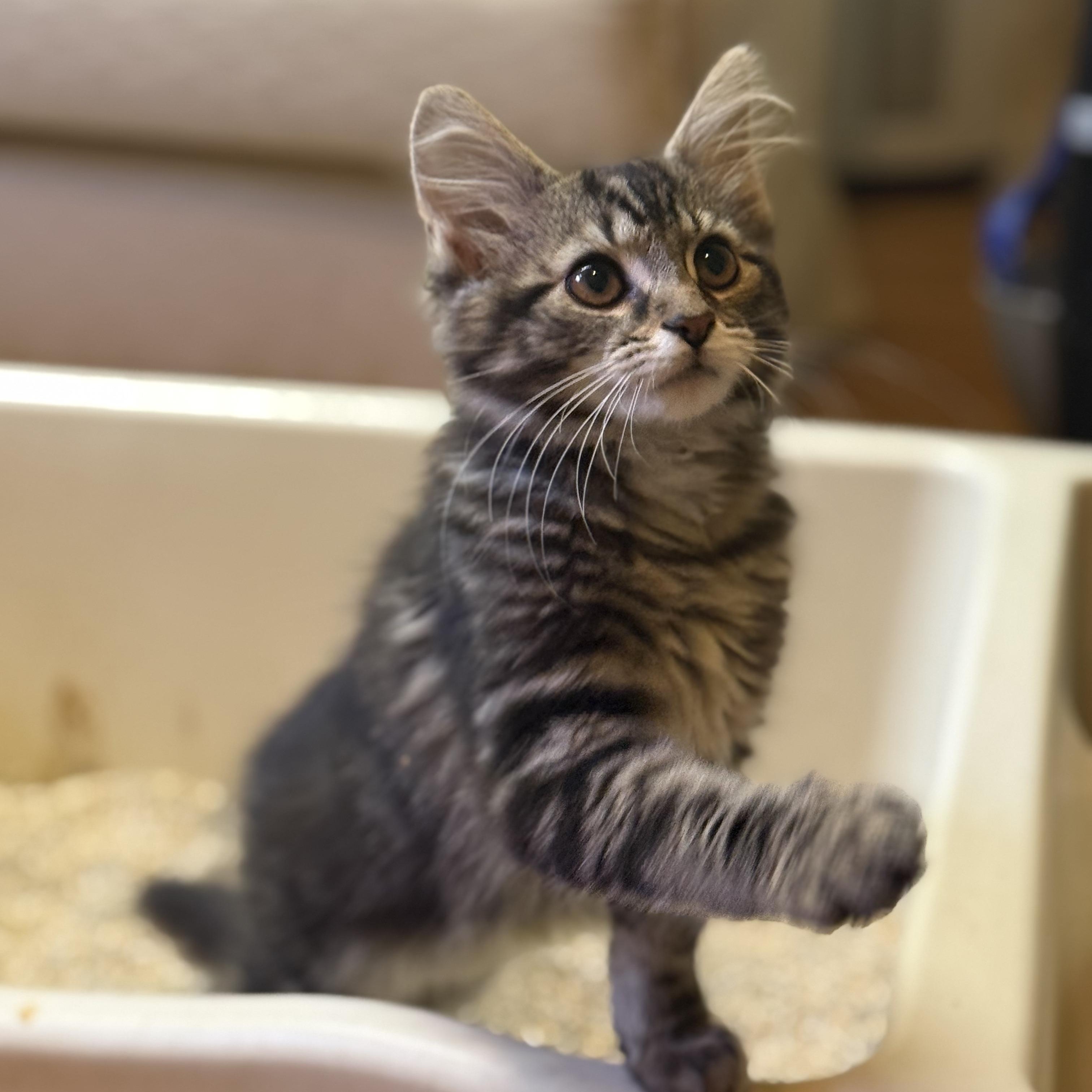 Enlarge Goose, an adopted Domestic Long Hair in East Brunswick, NJ image 2/5