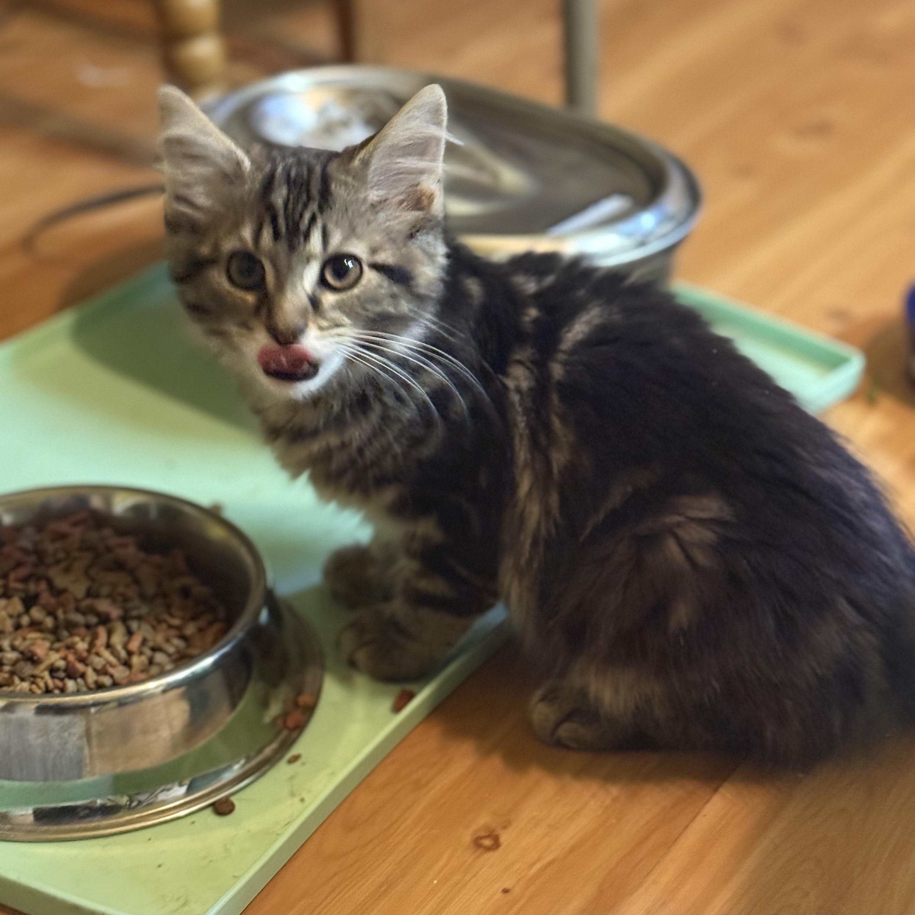 Enlarge Goose, an adopted Domestic Long Hair in East Brunswick, NJ image 3/5