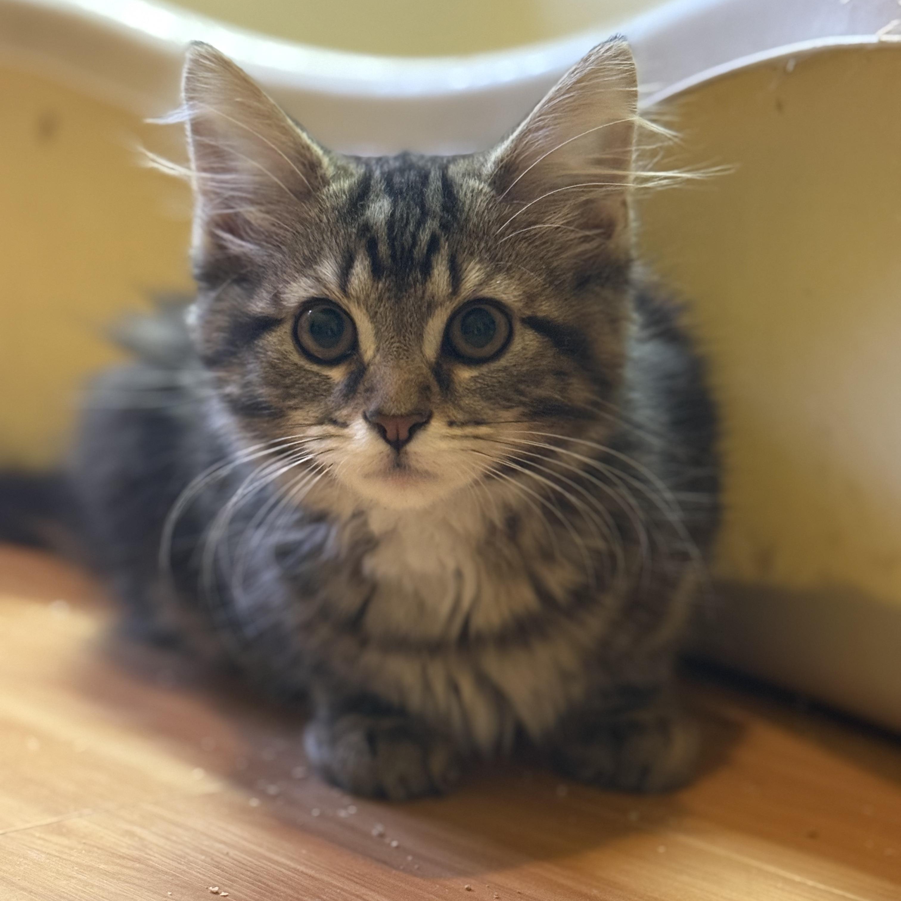 Enlarge Goose, an adopted Domestic Long Hair in East Brunswick, NJ image 4/5