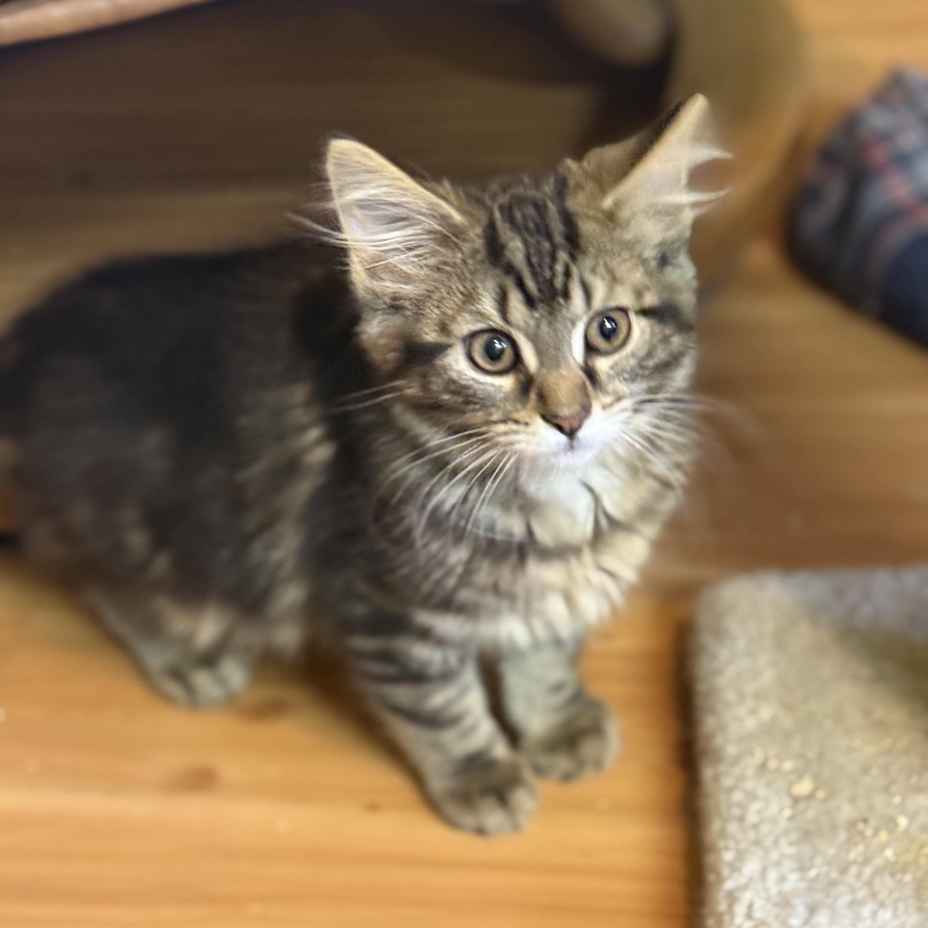 Enlarge Goose, an adopted Domestic Long Hair in East Brunswick, NJ image 5/5