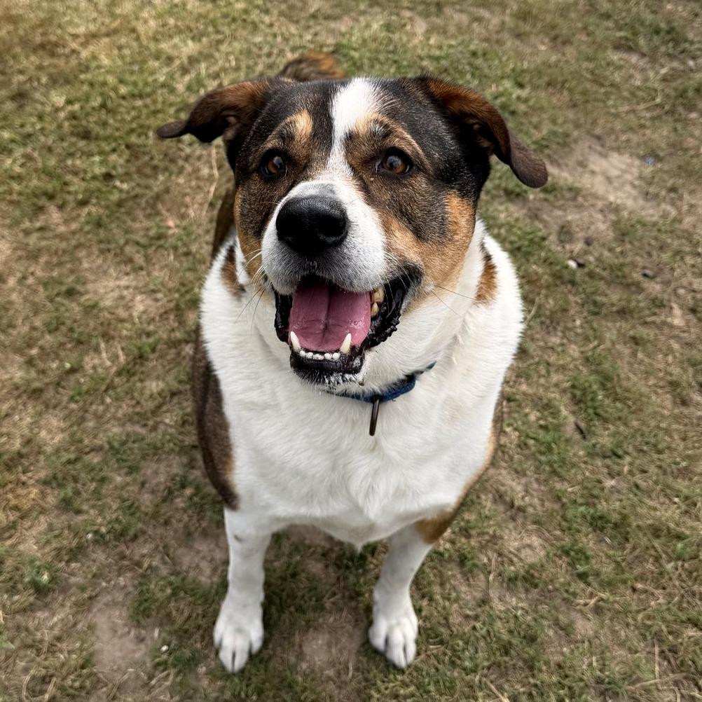 Enlarge Lola, a Adoptable Mixed Breed in Lakeland, FL image 1/5