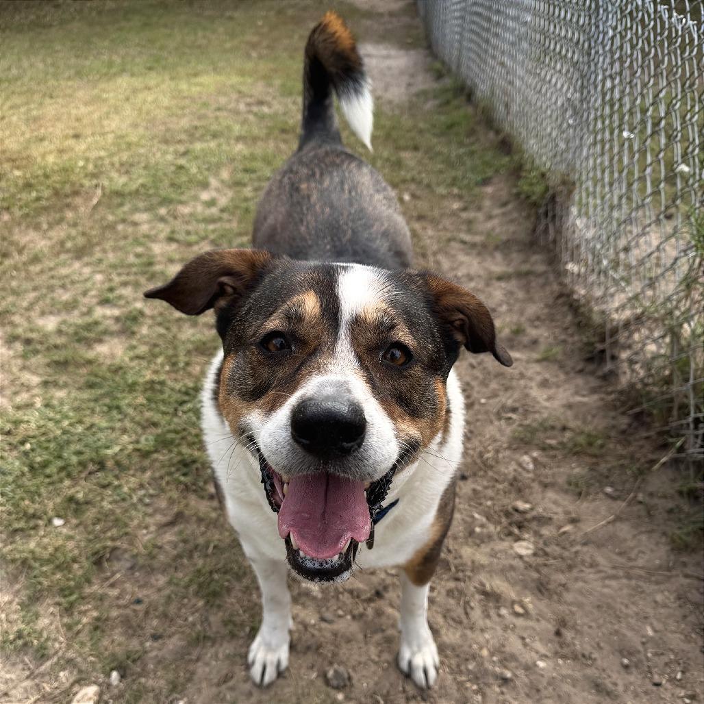 Enlarge Lola, a Adoptable Mixed Breed in Lakeland, FL image 2/5