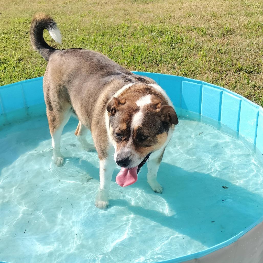 Enlarge Lola, a Adoptable Mixed Breed in Lakeland, FL image 3/5