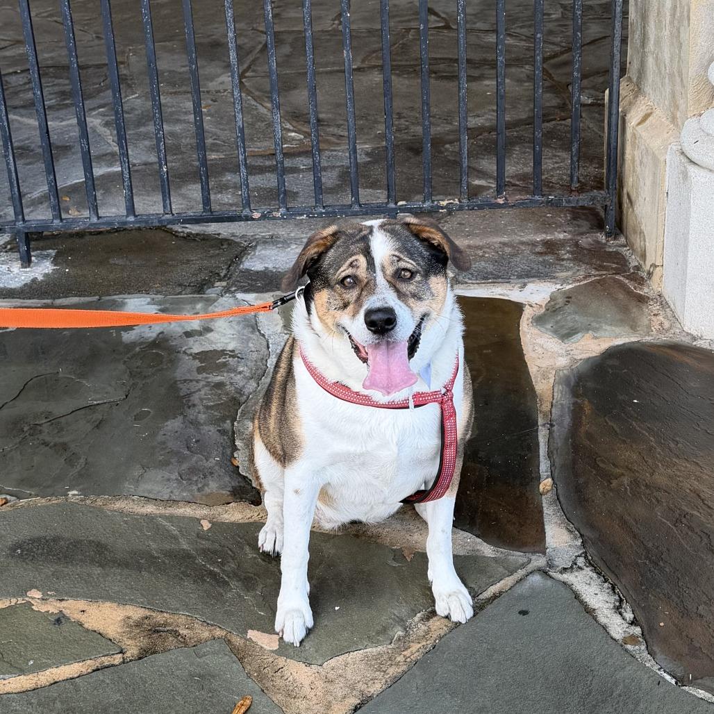 Enlarge Lola, a Adoptable Mixed Breed in Lakeland, FL image 4/5