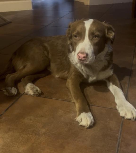 Monty, Adoptable, Young Male Australian Shepherd.