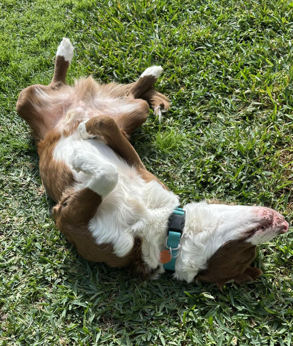 Enlarge Monty, a Adoptable mixed breed in Arlington, TX image 2/4