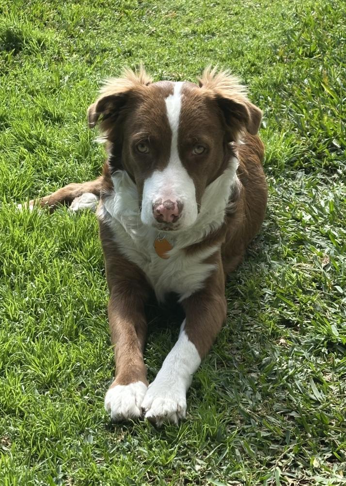 Enlarge Monty, a Adoptable mixed breed in Arlington, TX image 3/4