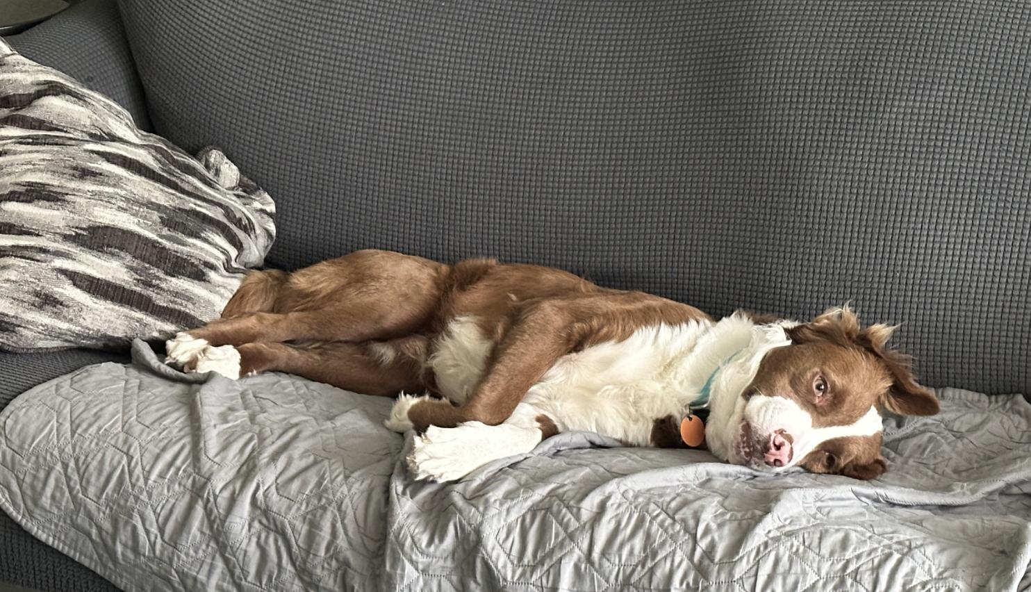 Enlarge Monty, a Adoptable mixed breed in Arlington, TX image 4/4