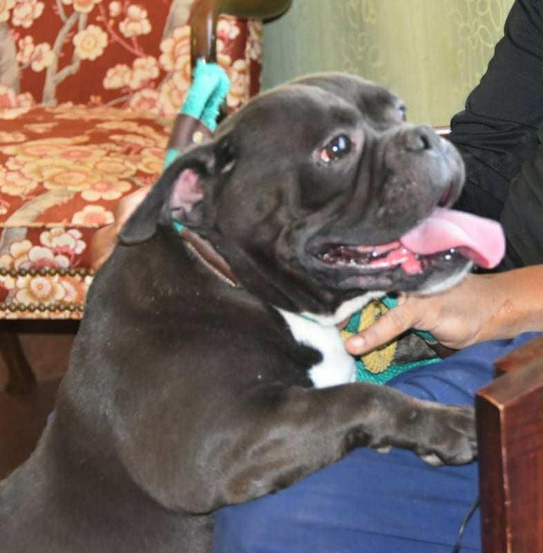 Charlene (Nina - Fostered in NE)