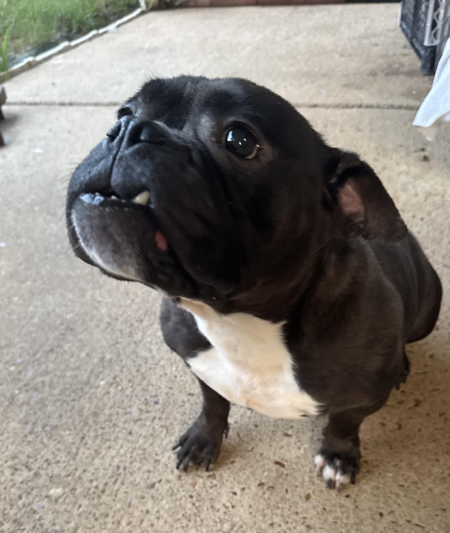 Charlene (Scott - Fostered in TN) photo 2