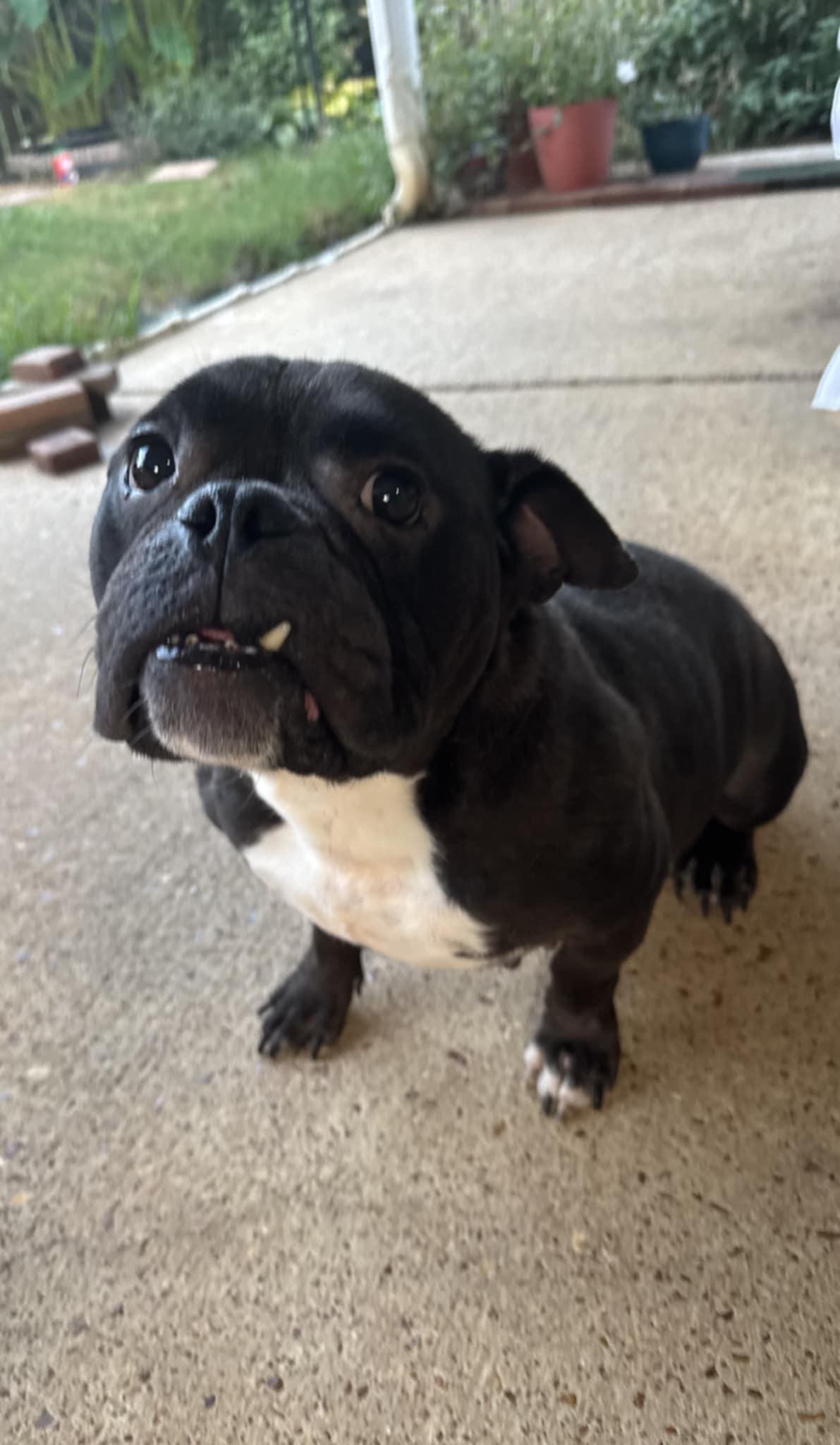 Charlene (Scott - Fostered in TN) photo 3