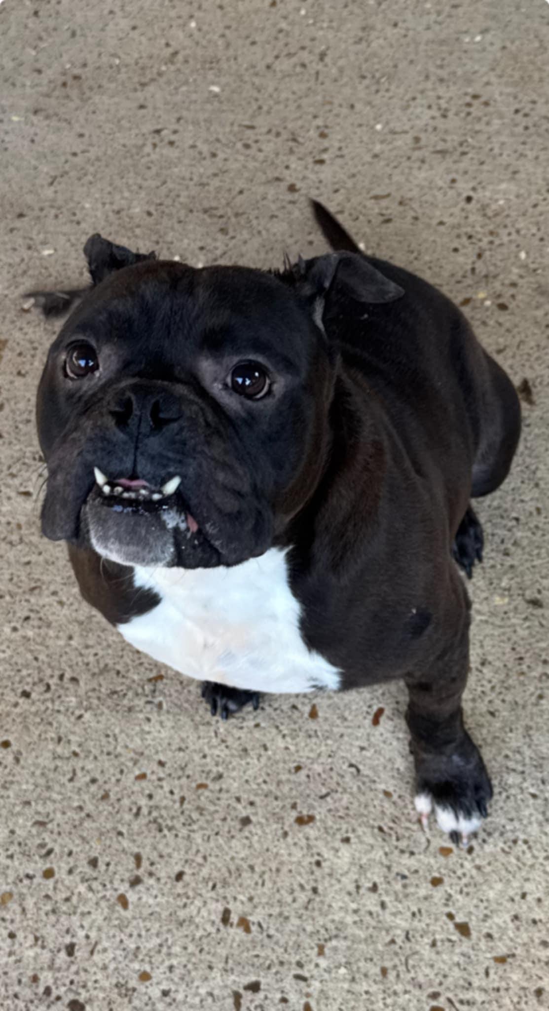 Charlene (Scott - Fostered in TN), Adult Female unknown
