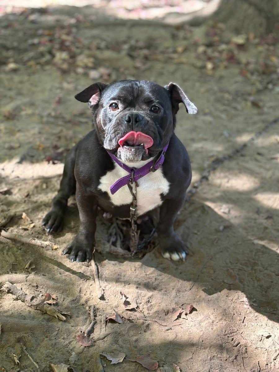 Charlene (Nina - Fostered in NE)