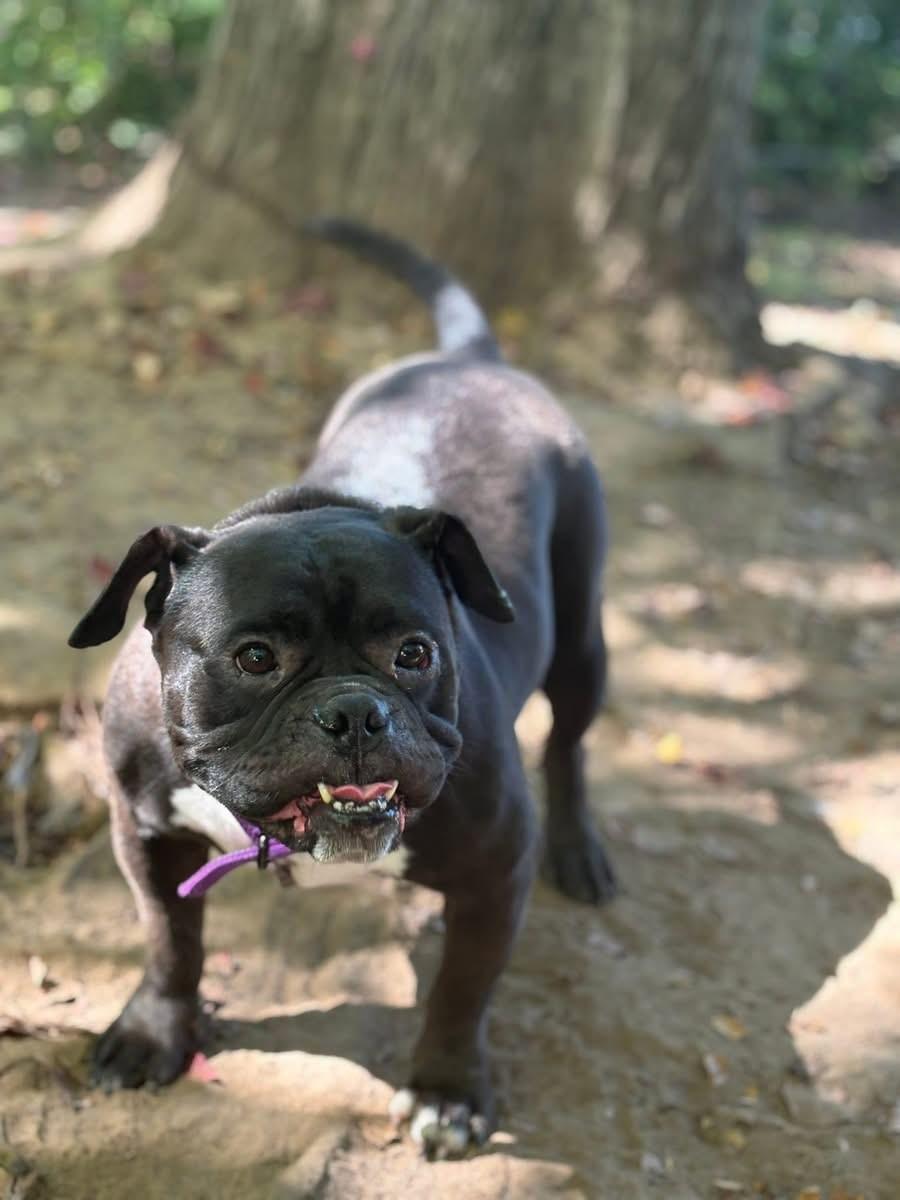 Charlene (Nina - Fostered in NE)