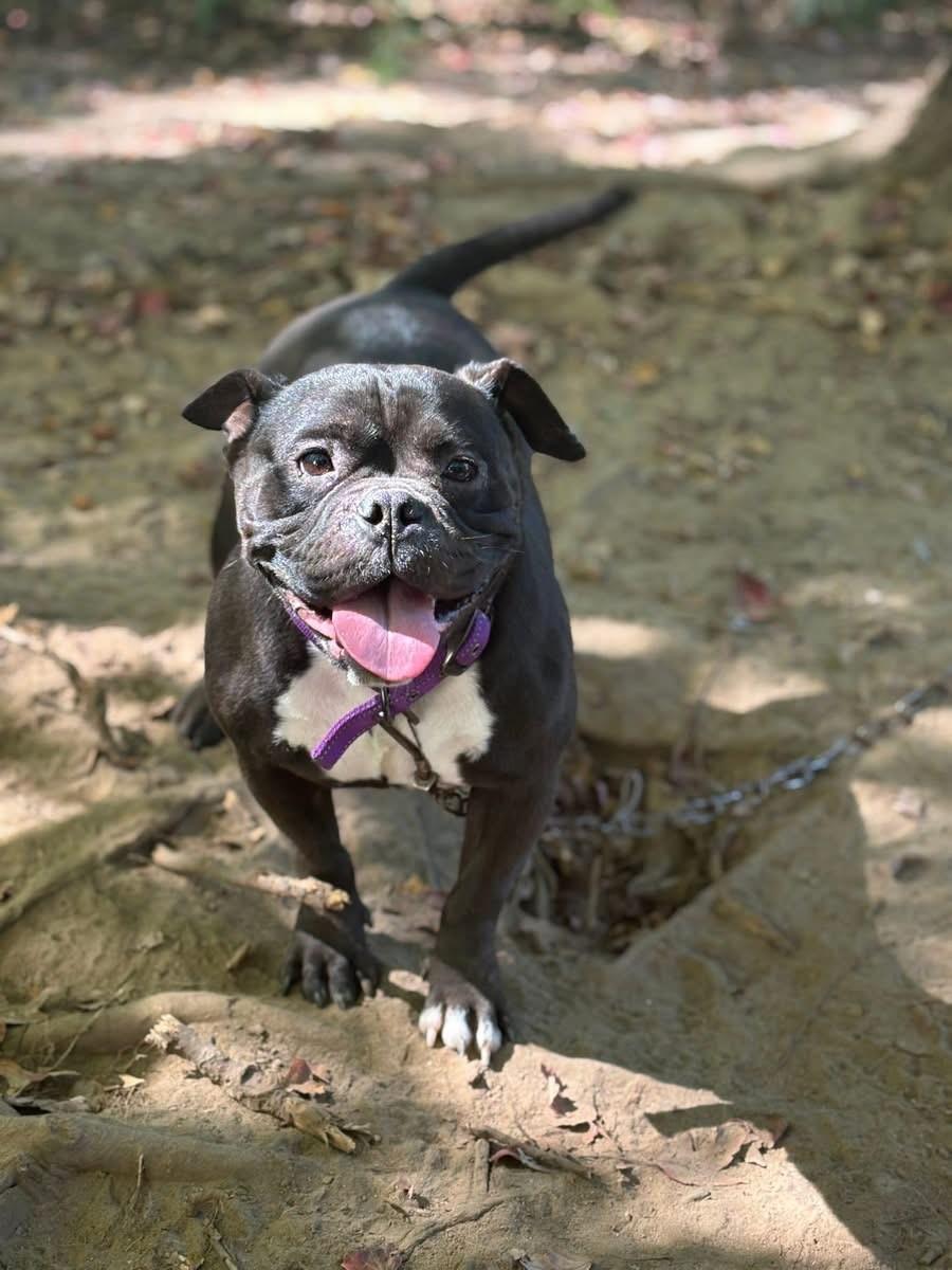 Charlene (Nina - Fostered in NE)