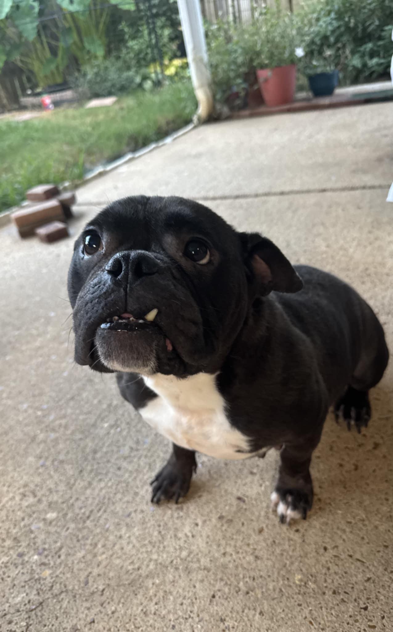 Charlene (Scott - Fostered in TN) photo 4