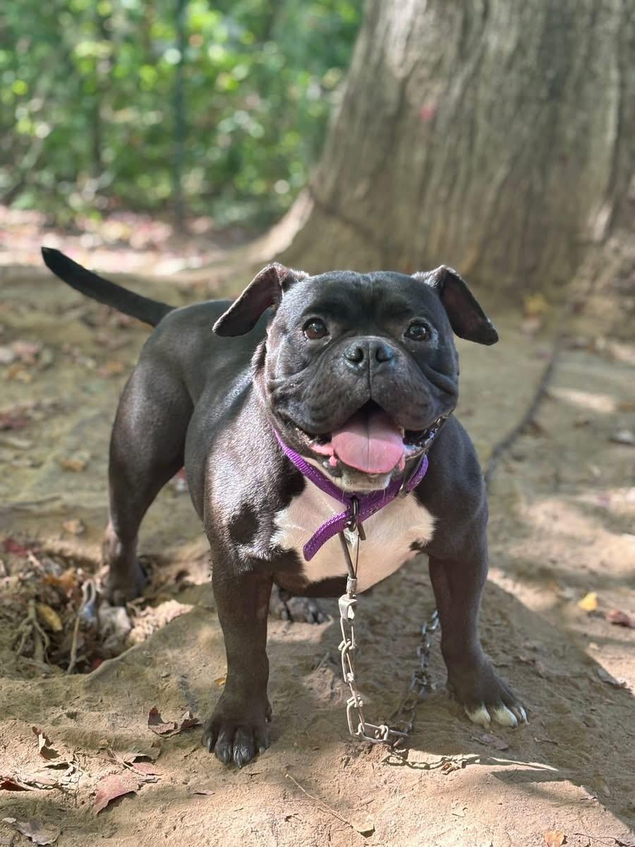 Charlene (Nina - Fostered in NE)