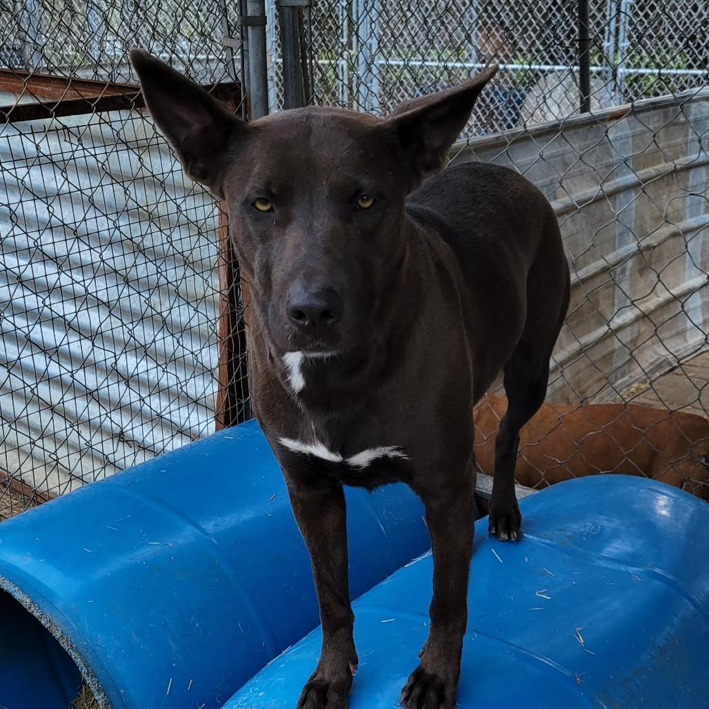 Enlarge Petra, a Adoptable Mixed Breed in Boaz, AL image 1/2