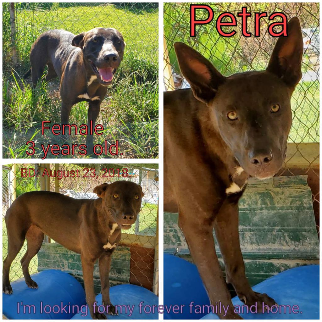 Enlarge Petra, a Adoptable Mixed Breed in Boaz, AL image 2/2