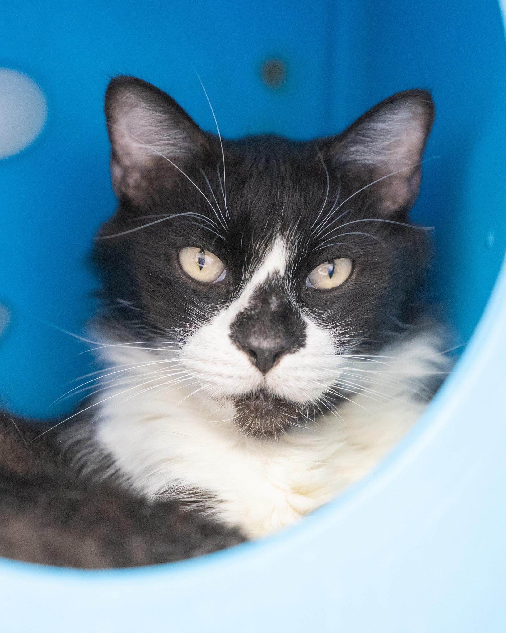 COSMO, Adoptable, Adult Female Tuxedo.