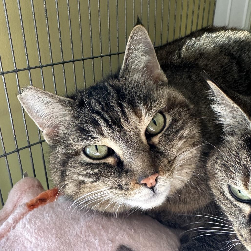 Spot — thumbnail 2