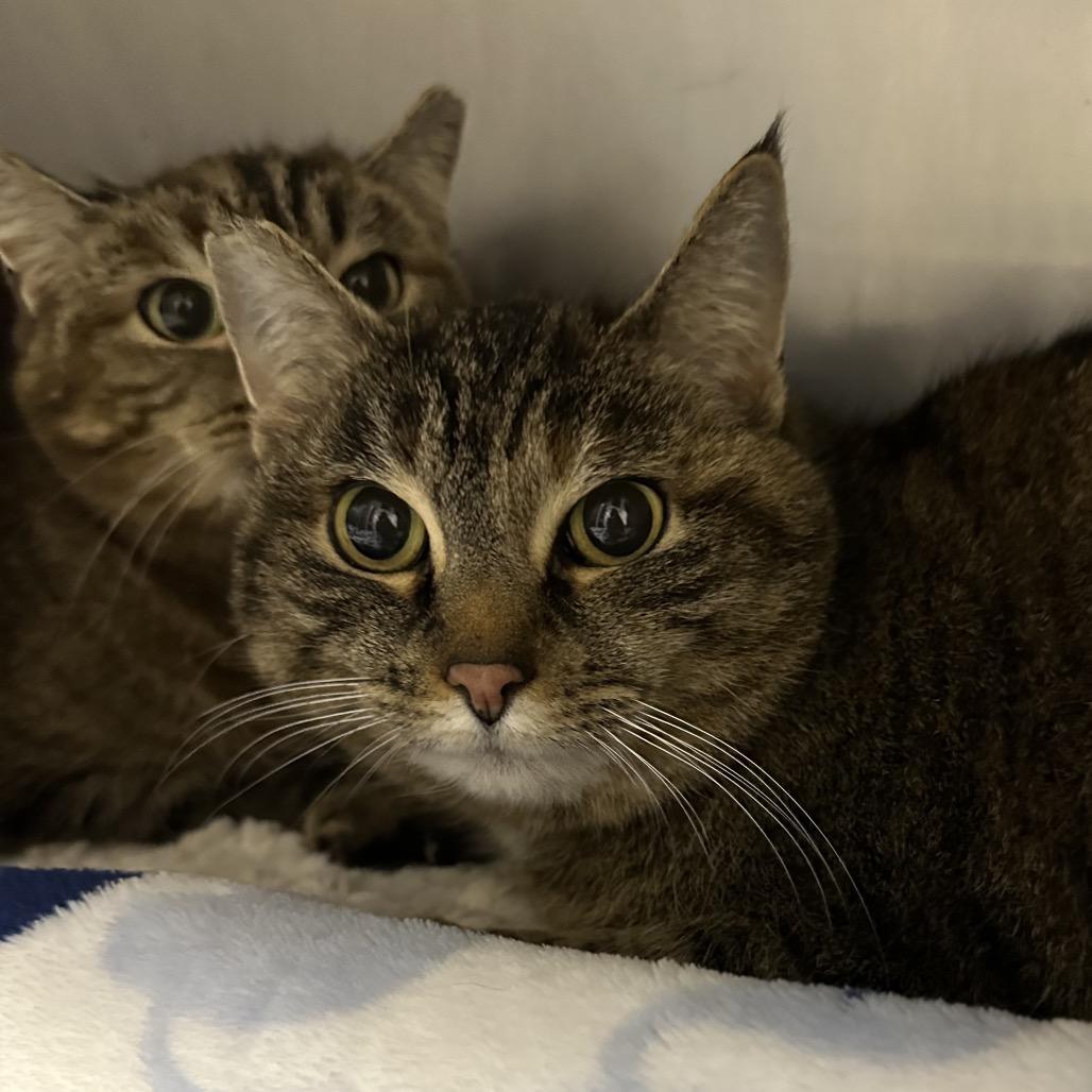 Spot — thumbnail 3