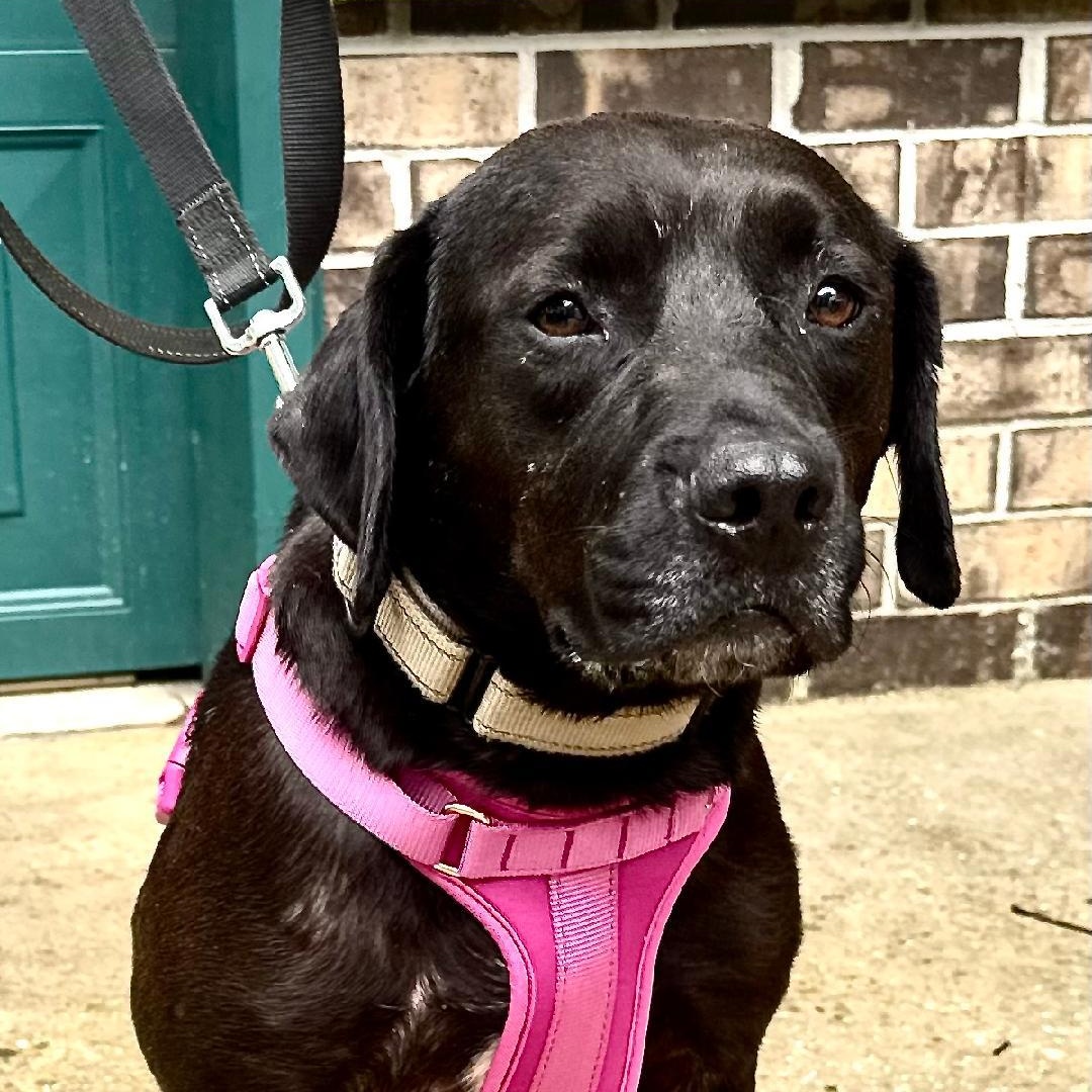 Enlarge May -s, a ADOPTABLE mixed breed in Sequatchie, TN image 4/4