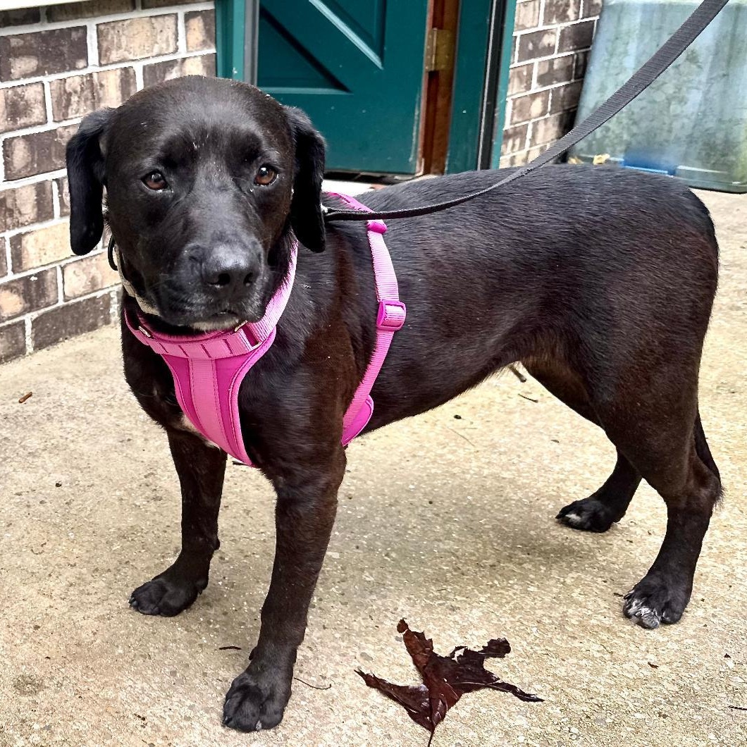 Enlarge May -s, a ADOPTABLE mixed breed in Sequatchie, TN image 3/4