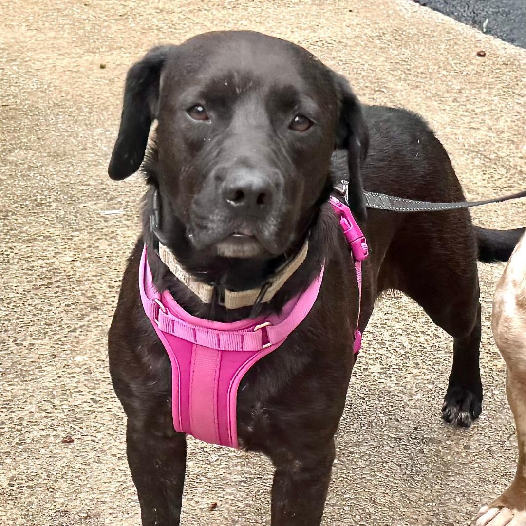 Enlarge May -s, a ADOPTABLE mixed breed in Sequatchie, TN image 2/4