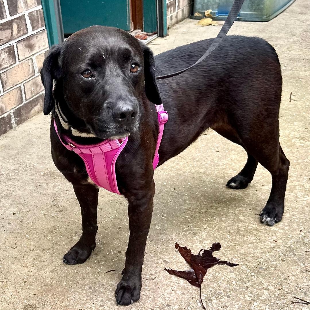 Enlarge May -s, a ADOPTABLE mixed breed in Sequatchie, TN image 1/4