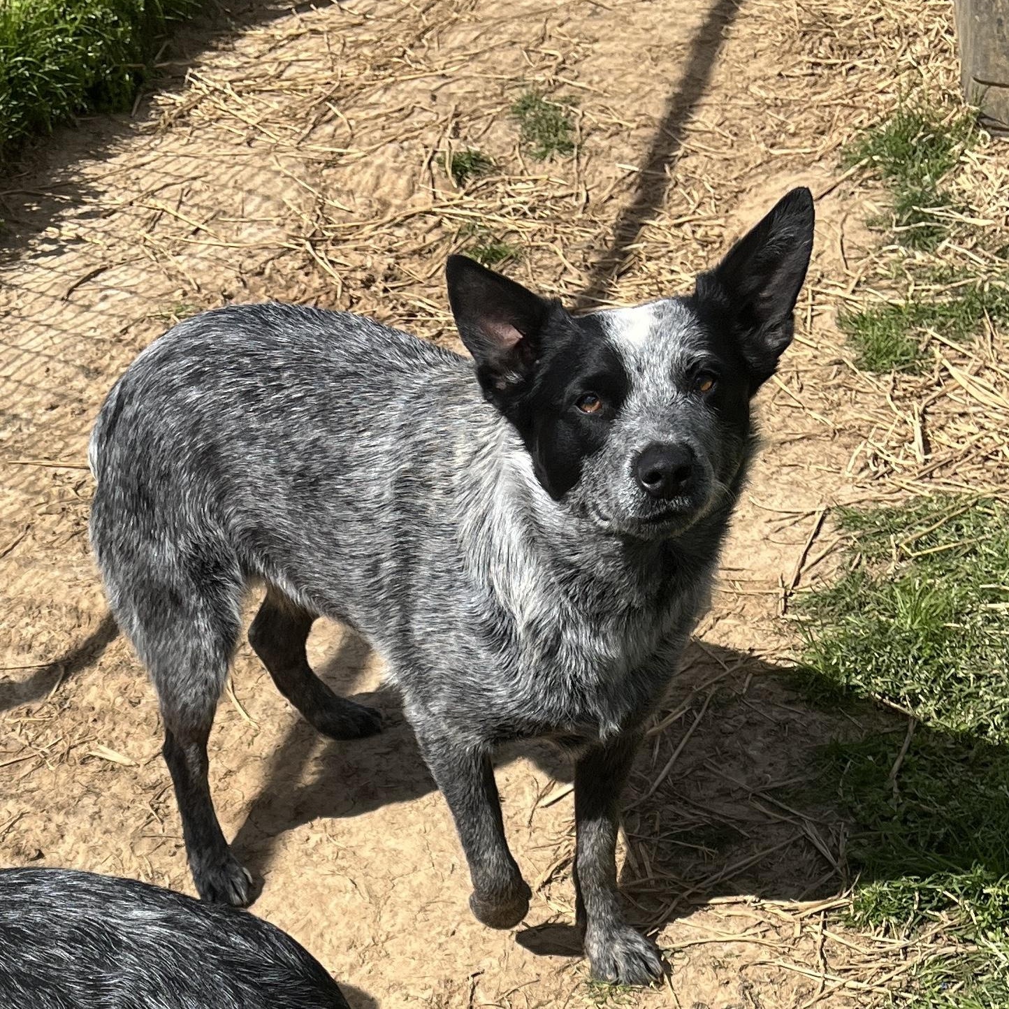 Lulu, a ADOPTABLE Australian Cattle Dog / Blue Heeler in McKenzie, TN image 3/4