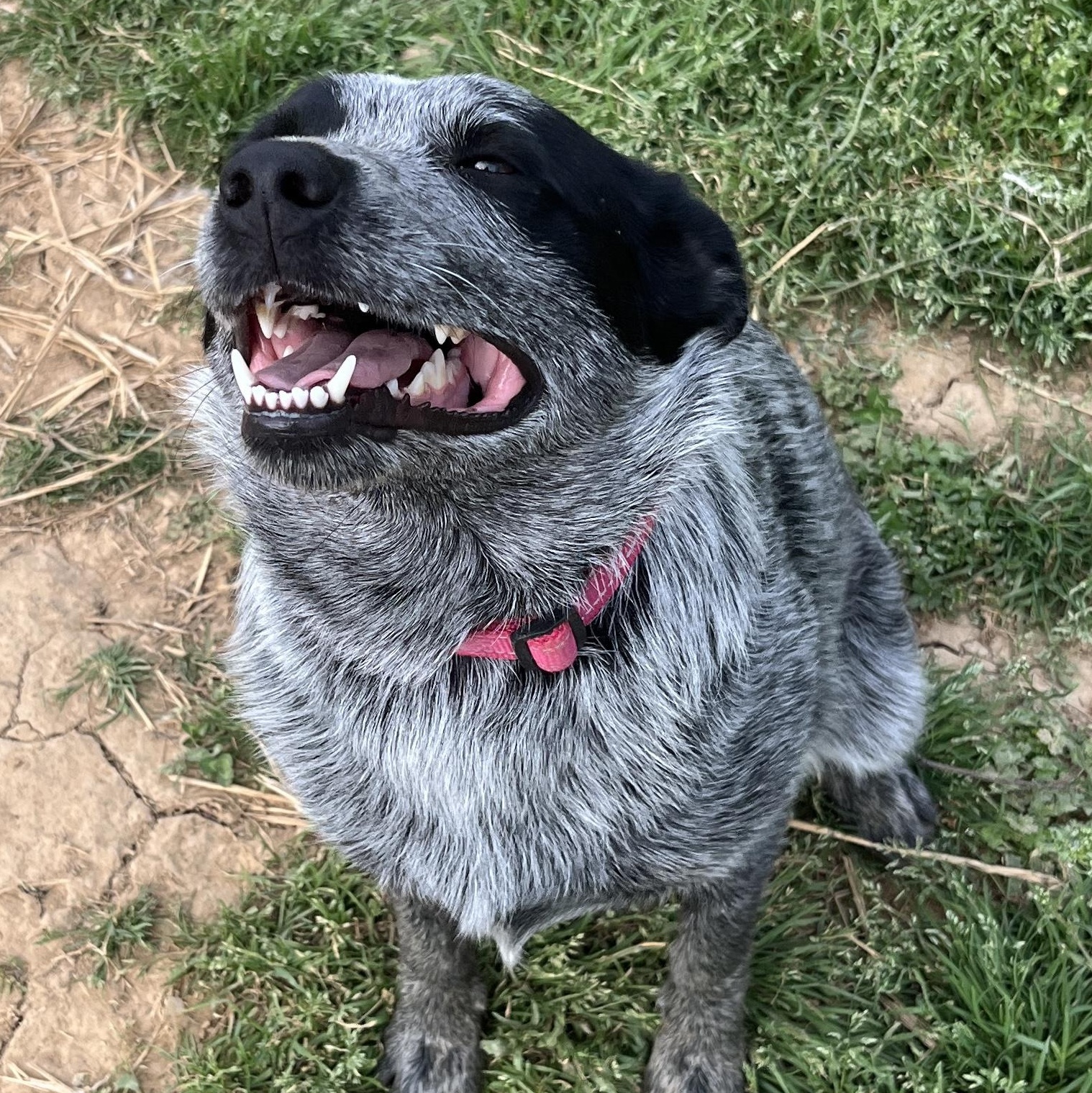 Lulu, ADOPTABLE, Adult Female Australian Cattle Dog / Blue Heeler.