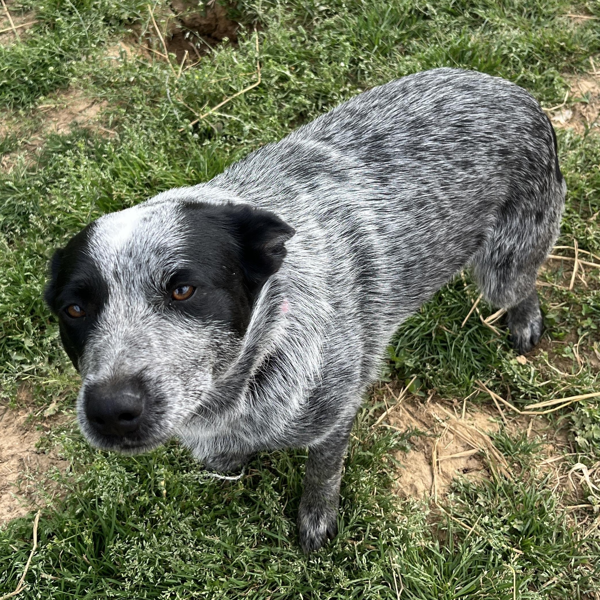 Lulu, a ADOPTABLE Australian Cattle Dog / Blue Heeler in McKenzie, TN image 2/4