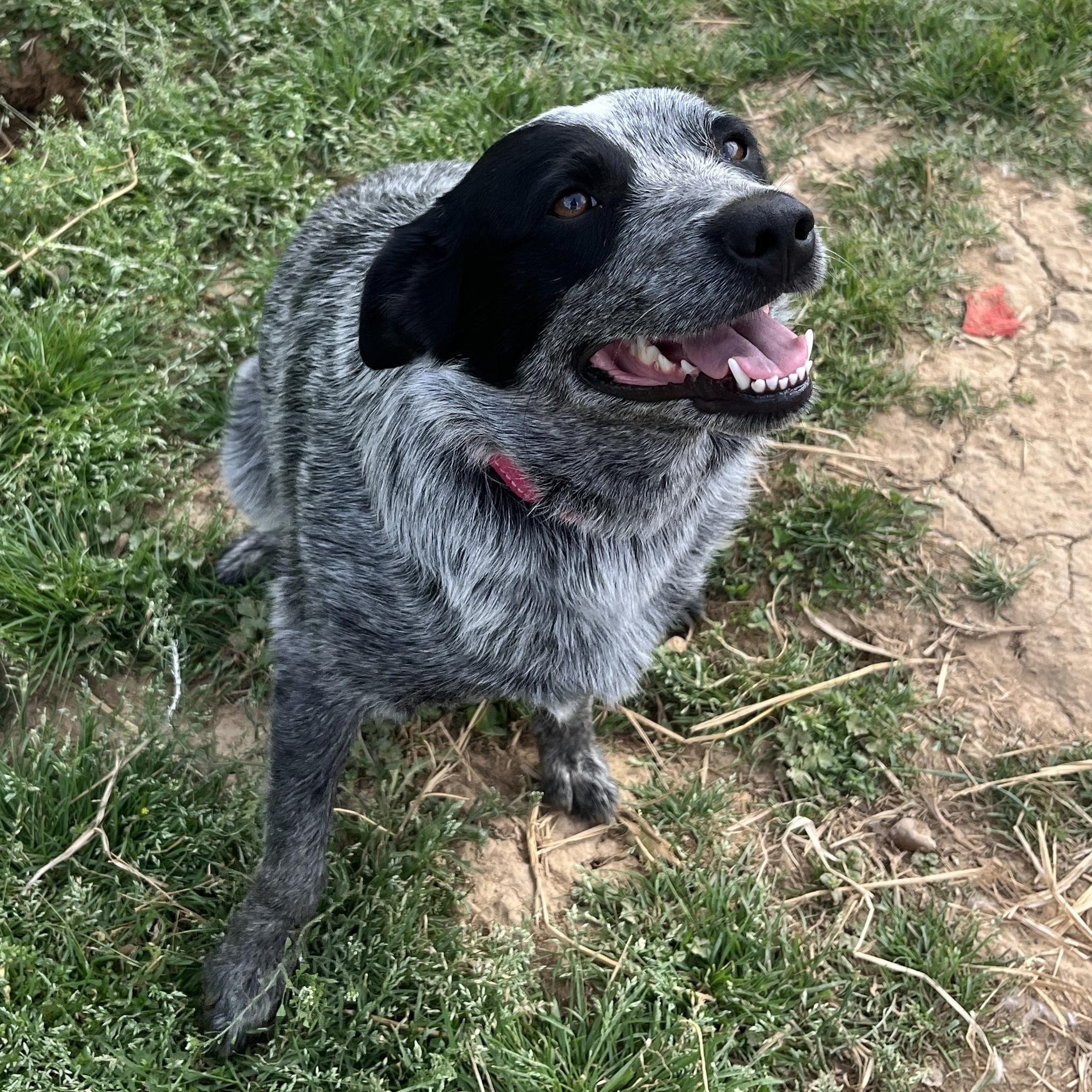 Lulu, a ADOPTABLE Australian Cattle Dog / Blue Heeler in McKenzie, TN image 4/4