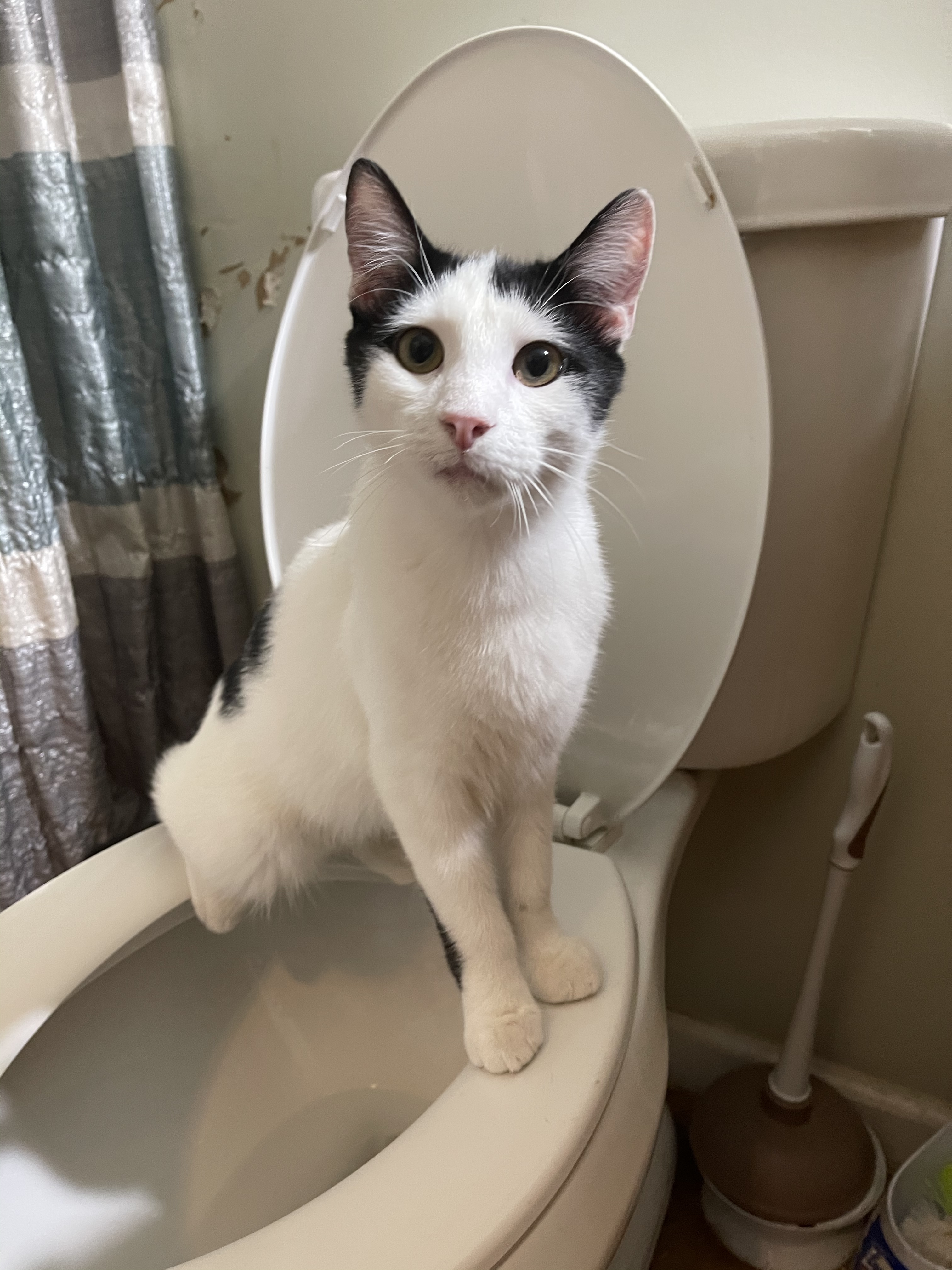 Moo, a Adoptable mixed breed in Blue Ridge, GA image 1/4