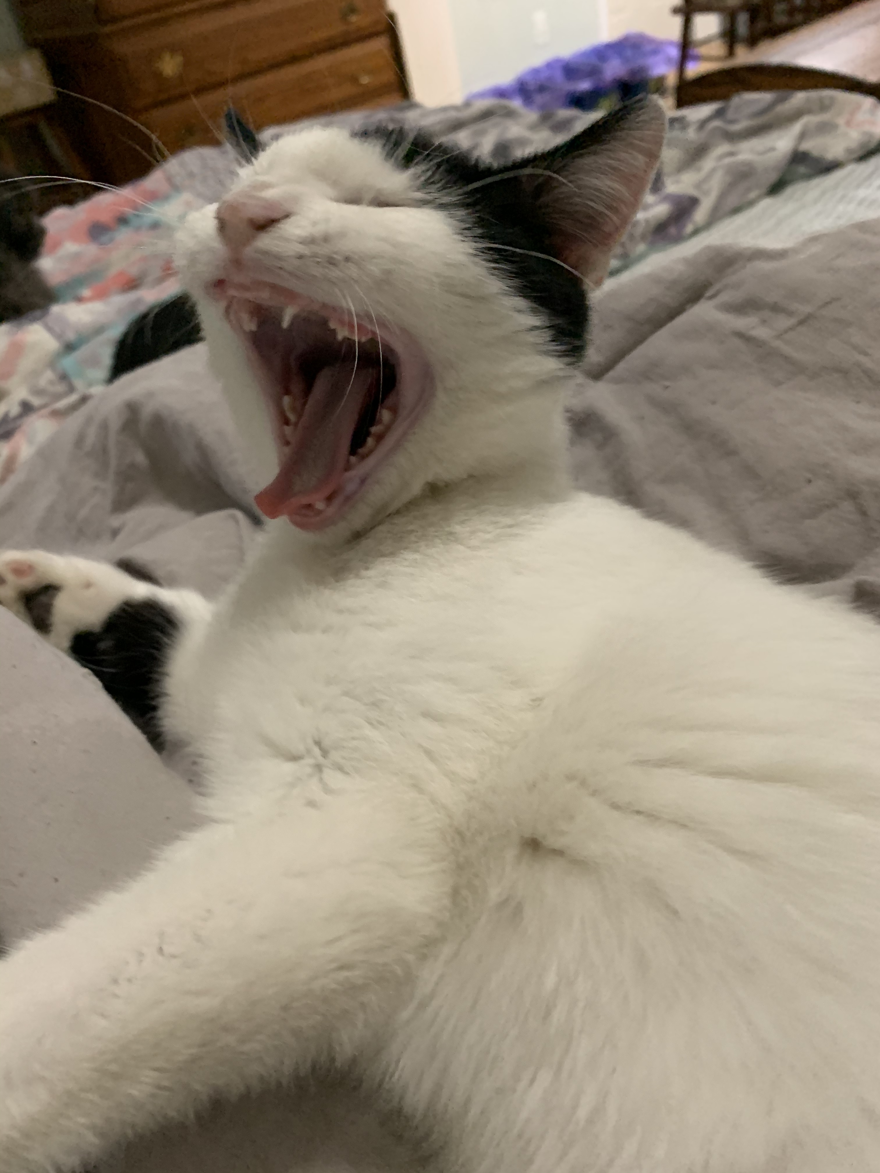 Moo, a Adoptable mixed breed in Blue Ridge, GA image 2/4