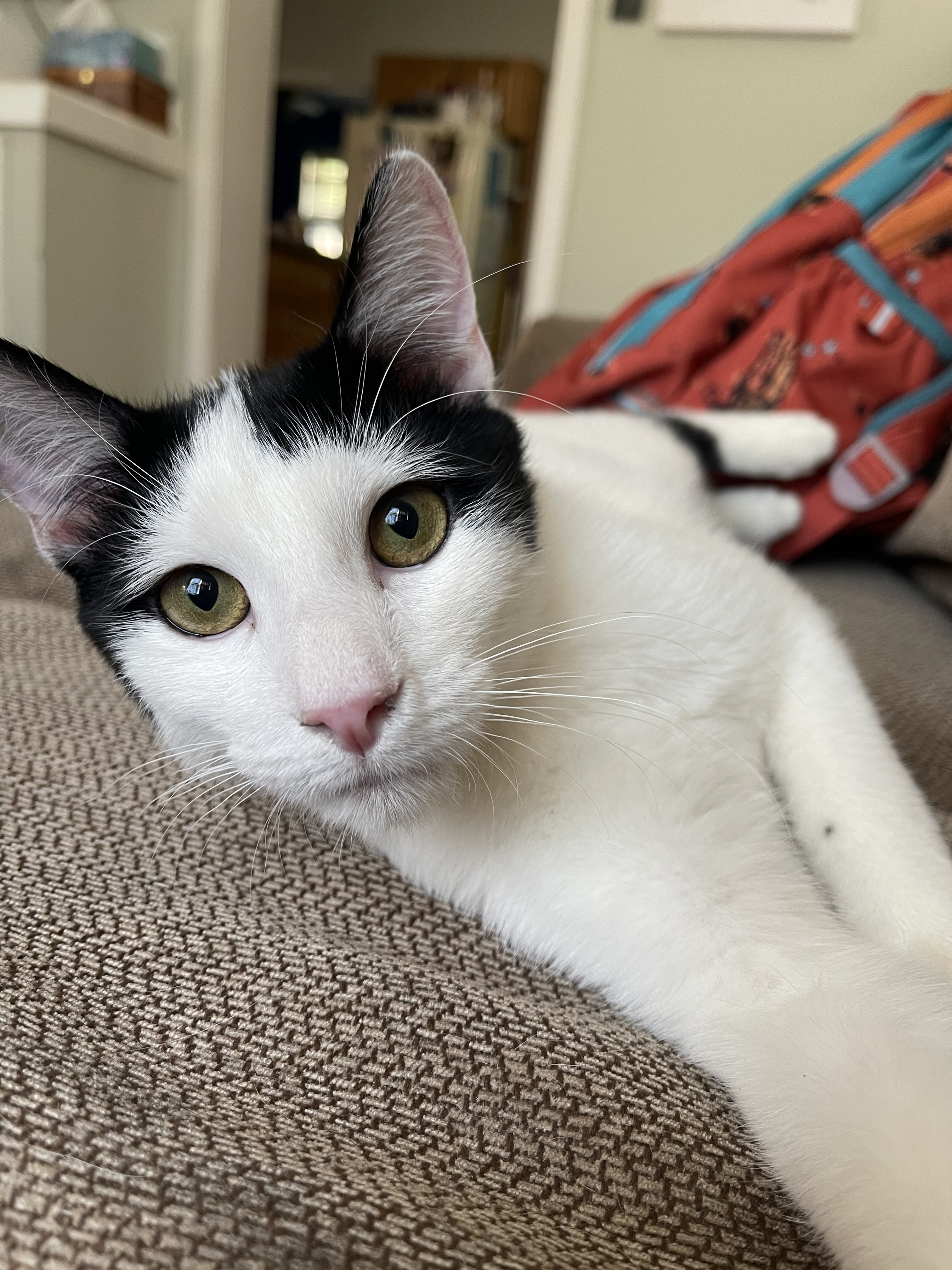 Moo, a Adoptable mixed breed in Blue Ridge, GA image 3/4