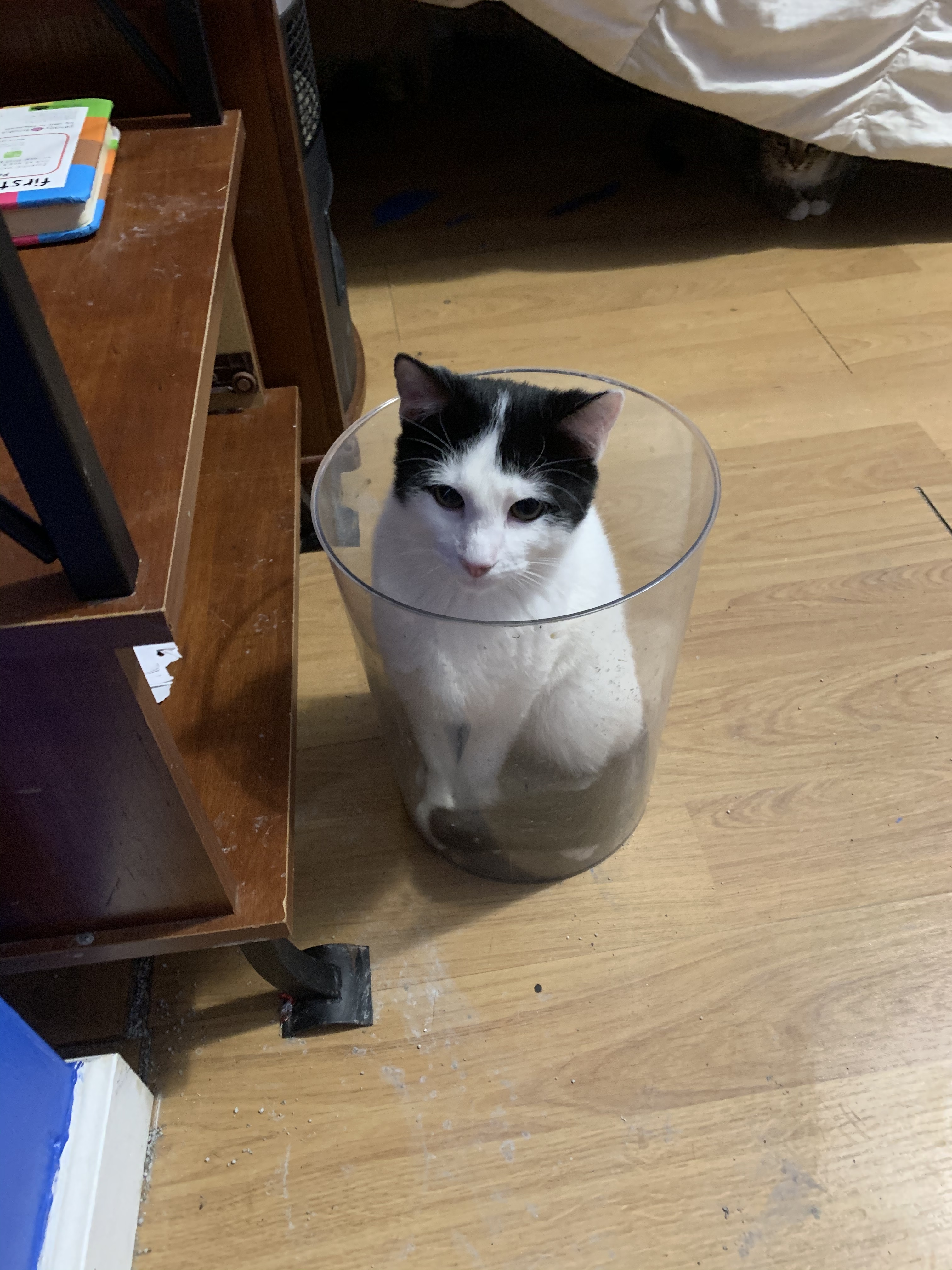 Moo, a Adoptable mixed breed in Blue Ridge, GA image 4/4