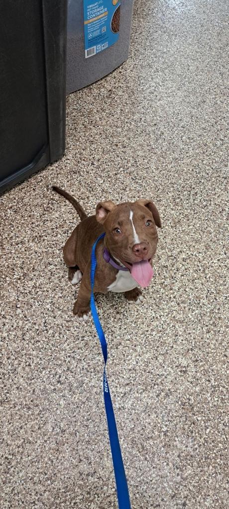 Zur, Adopted, Adult Female Pit Bull Terrier.