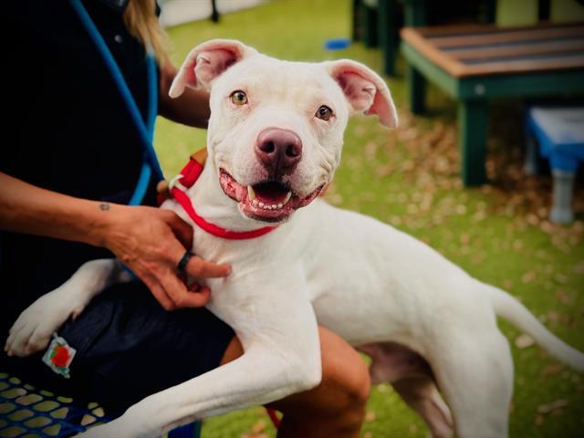 Enlarge BLANCO, a Adoptable mixed breed in Orlando, FL image 1/1