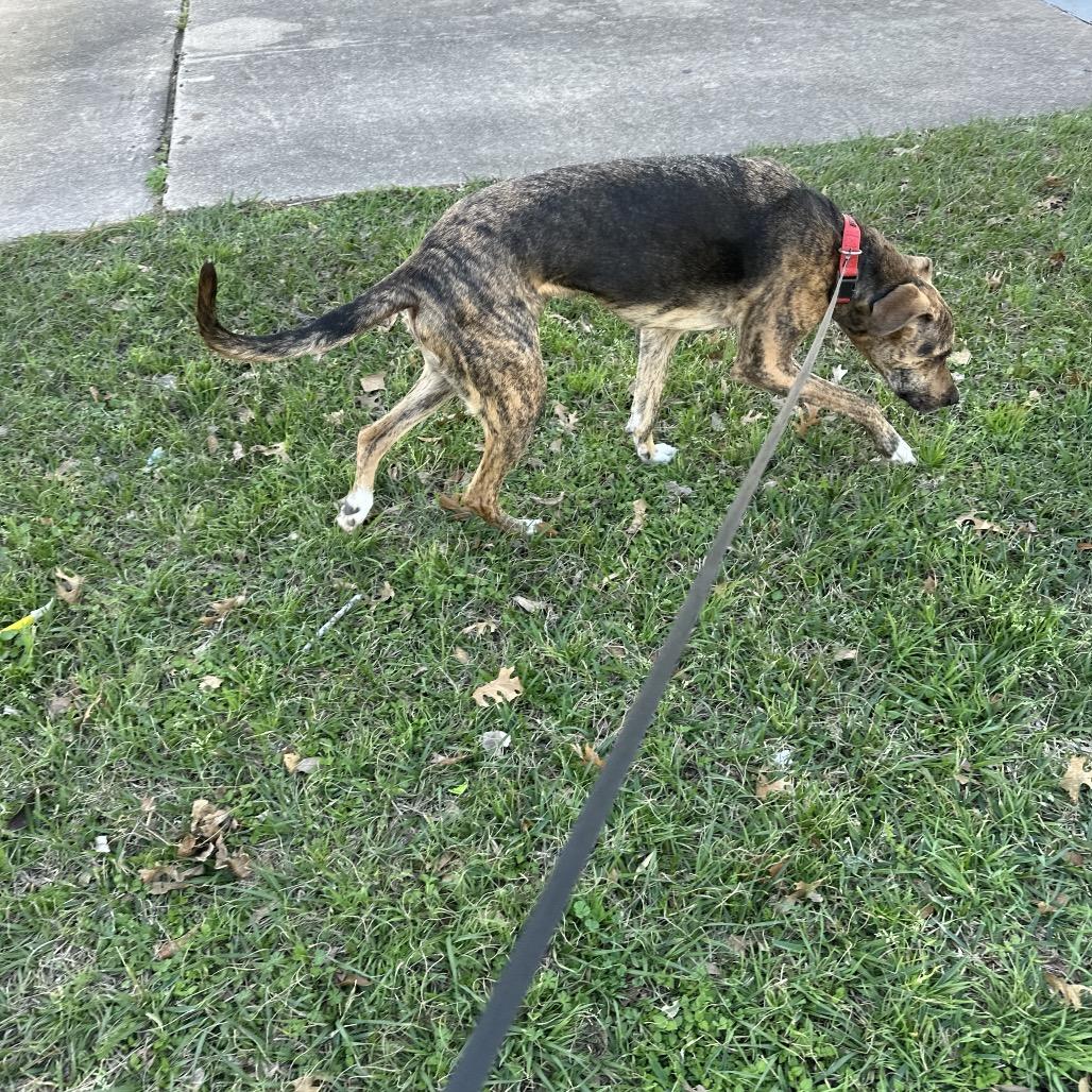 Enlarge Clutch, a Adoptable mixed breed in Aledo, TX image 1/2
