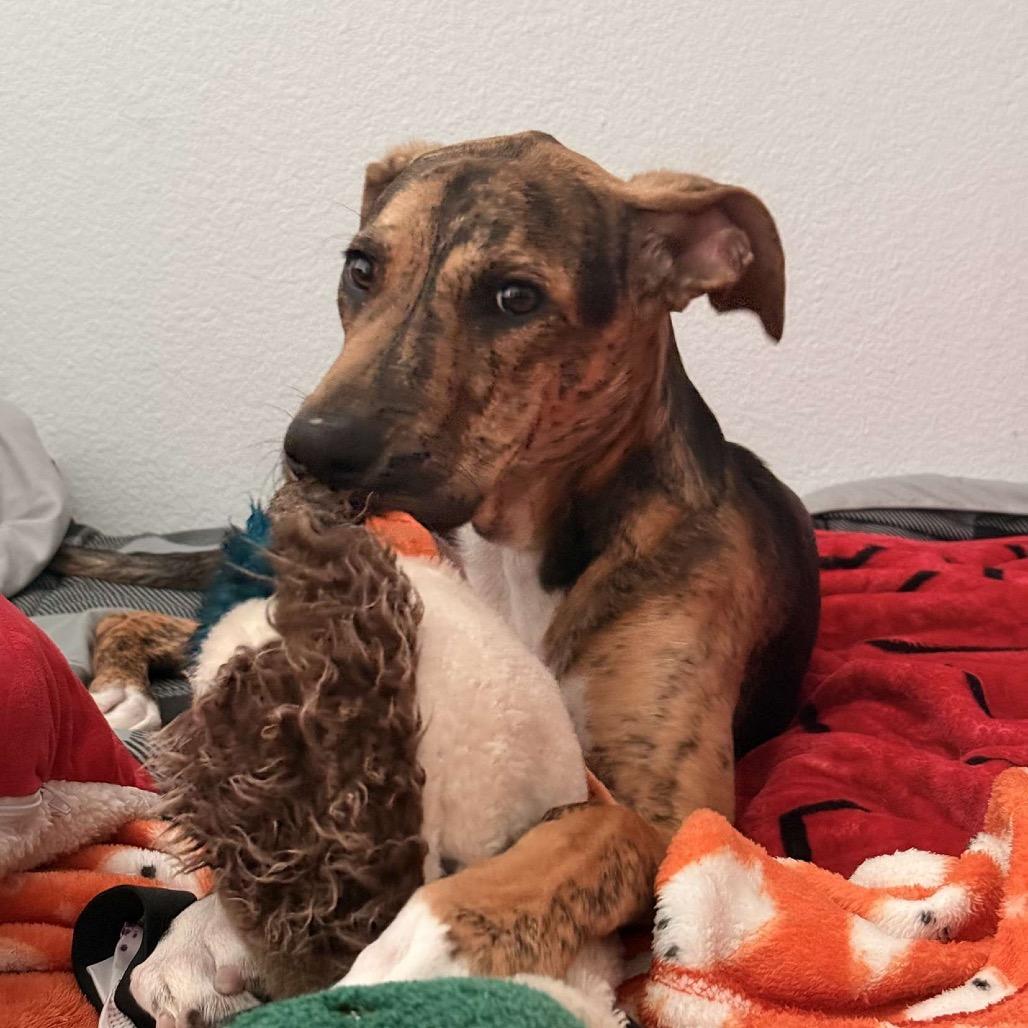 Enlarge Clutch, a Adoptable mixed breed in Aledo, TX image 2/2