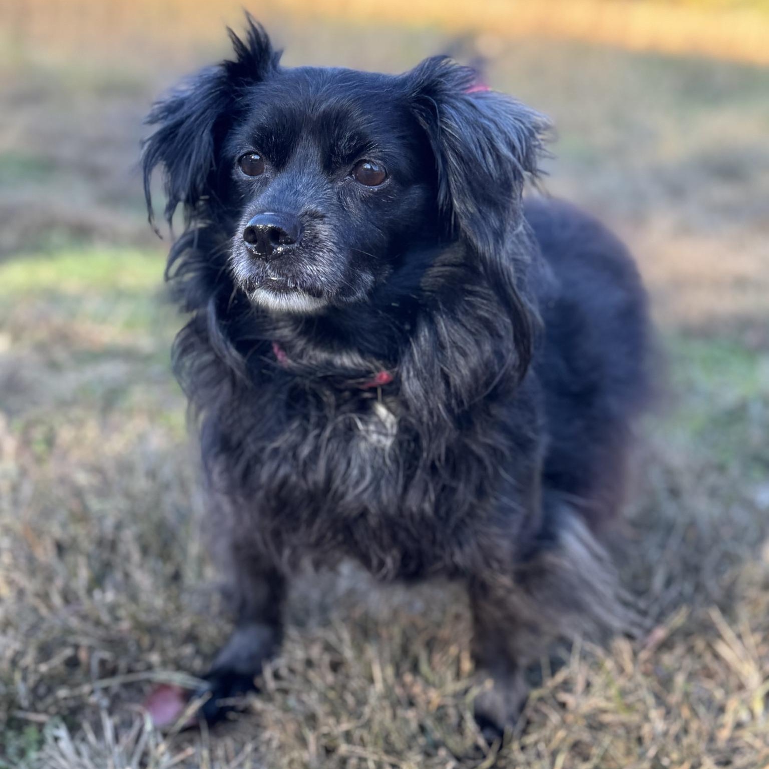 Enlarge Edward Cole (CONC-A-9046), an adopted Mixed Breed in Concord, NC image 2/3