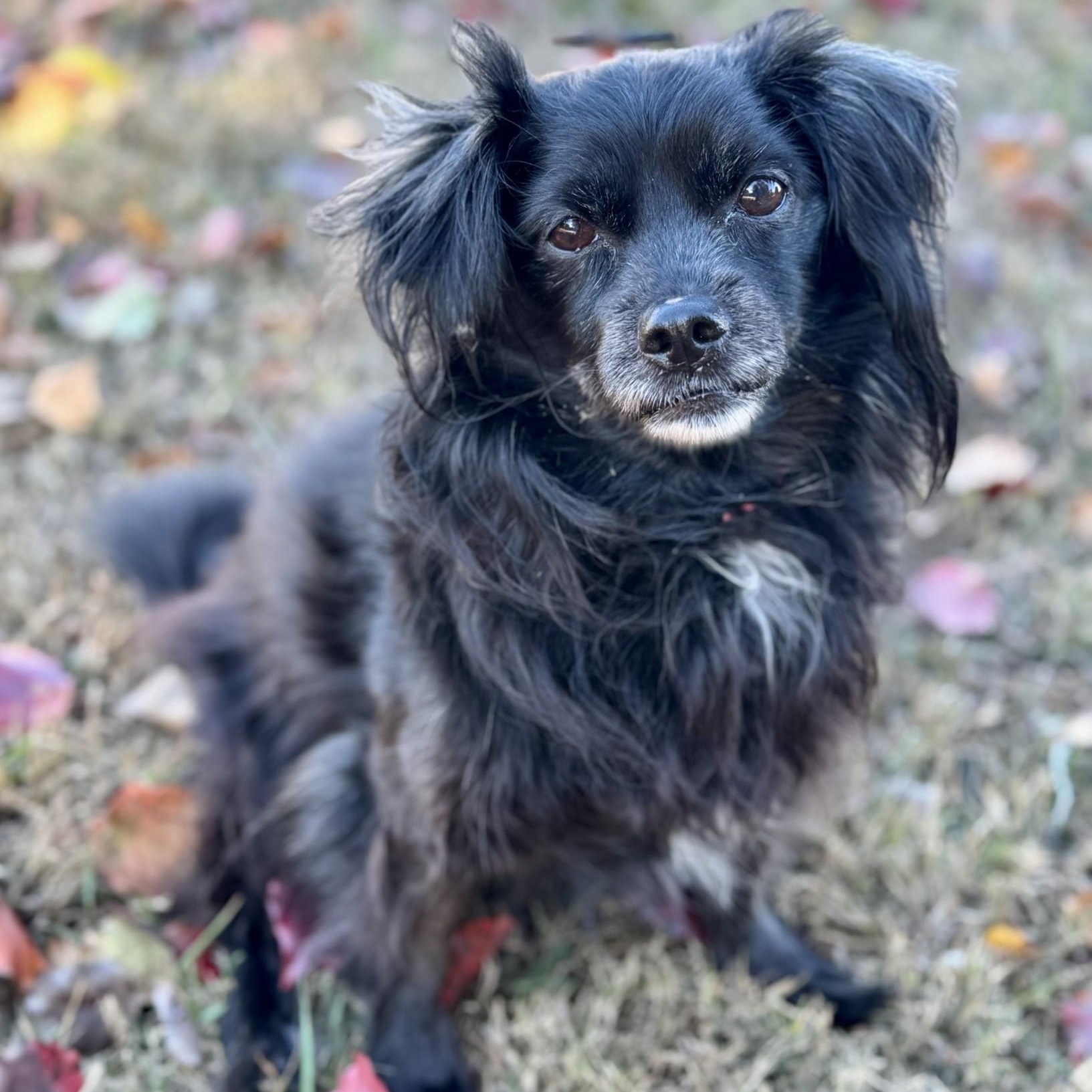 Enlarge Edward Cole (CONC-A-9046), an adopted Mixed Breed in Concord, NC image 3/3
