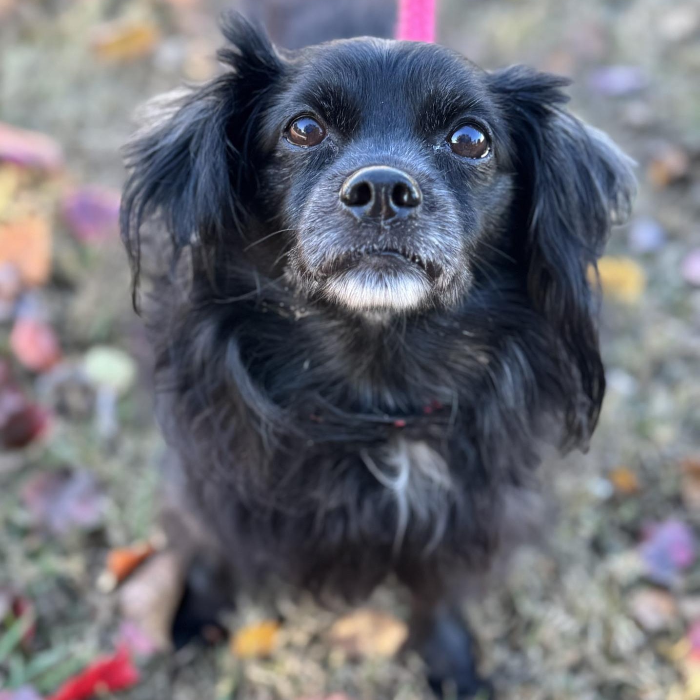 Edward Cole (CONC-A-9046), adopted, Senior Male Mixed Breed.